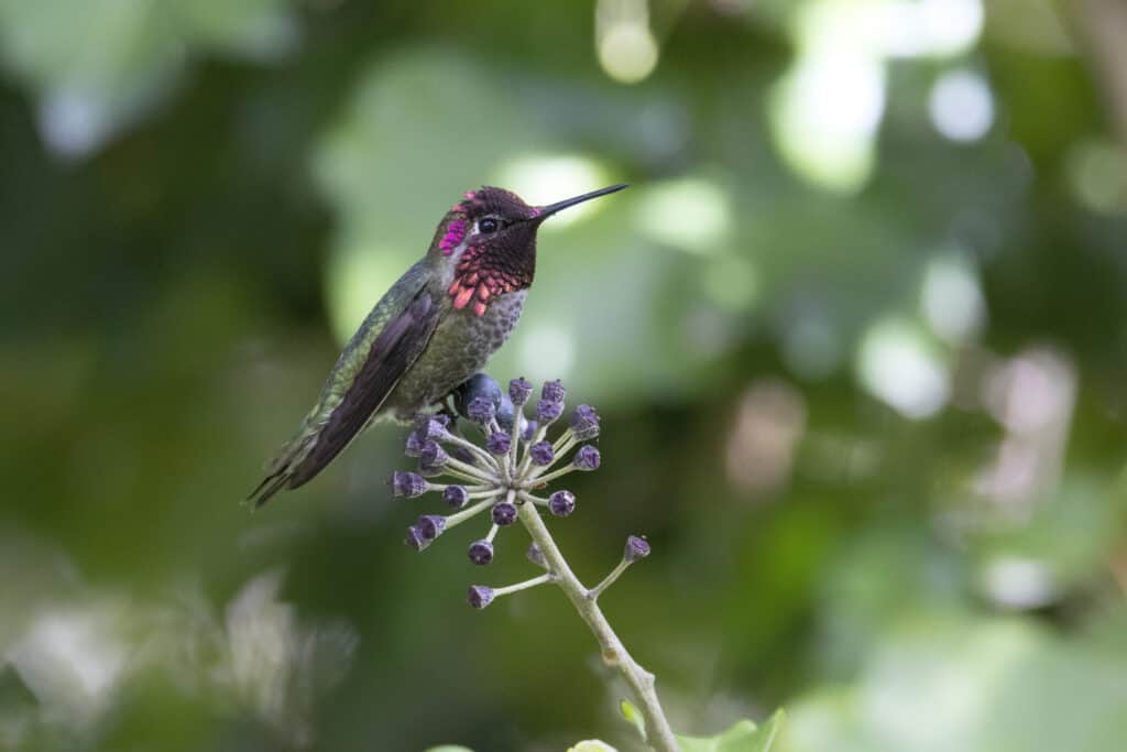 Colibrì maschio di Anna