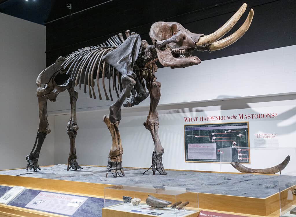 Scheletro di Mastodonte di Cohoes
