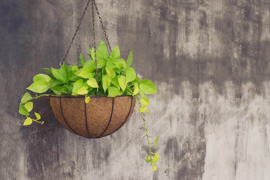 Pianta di Pothos in cesto appeso