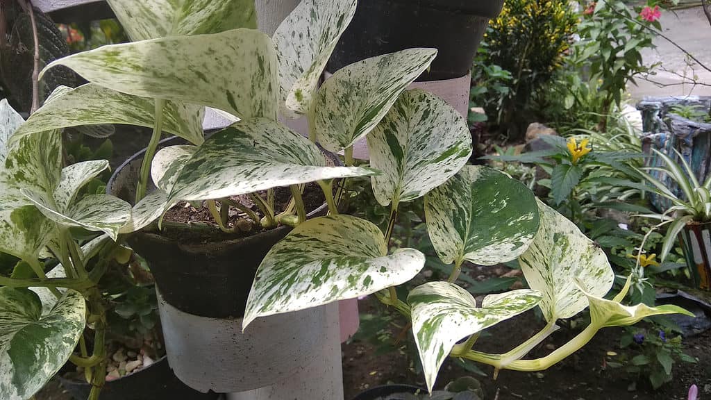 Epipremnum aureum 'Marble Queen' , Vasi regina di marmo