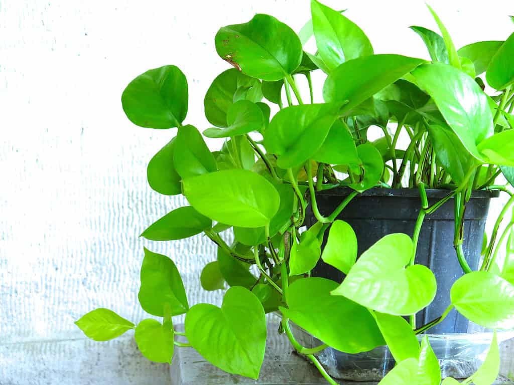 Pianta di pothos al neon