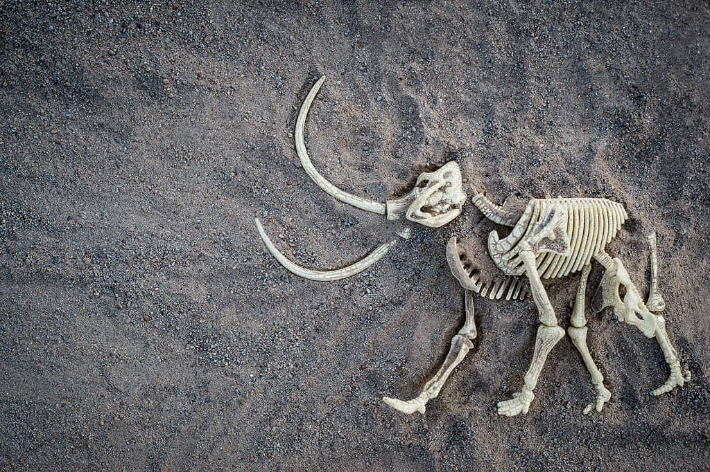 Scheletro di mammut lanoso