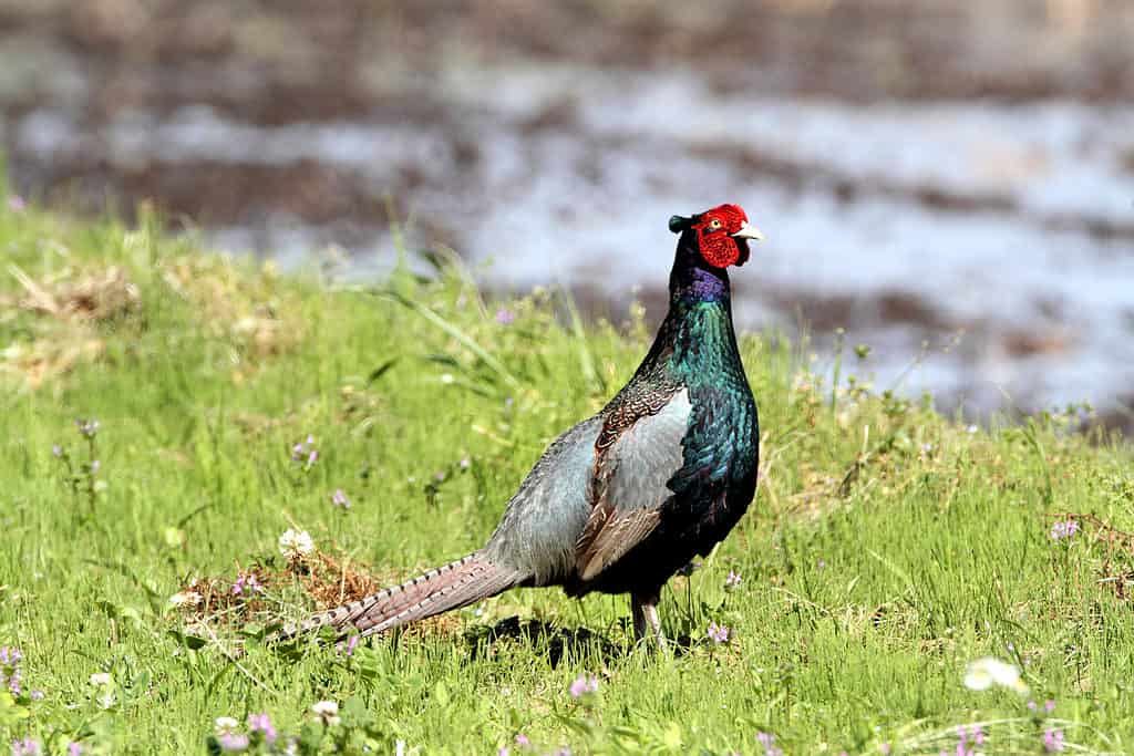 Fagiano verde in un campo - Uccello nazionale del Giappone