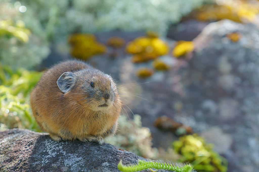 Un Pika settentrionale a Hokkaido, in Giappone