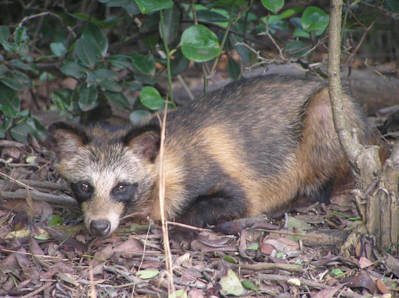Cane procione nella foresta