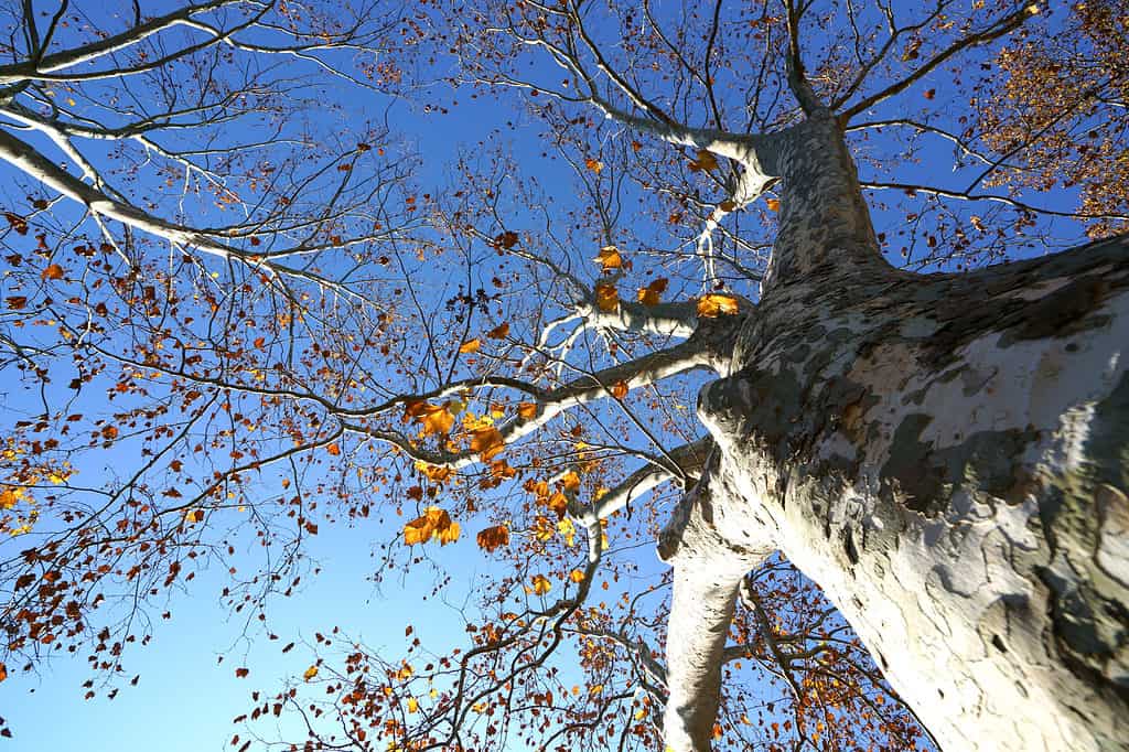 Platano di Londra o Platanus x acerifolia