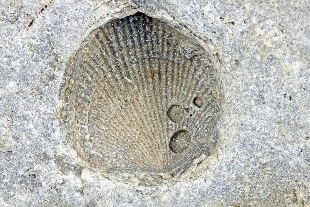 Brachiopode dell'era paleozoica antica