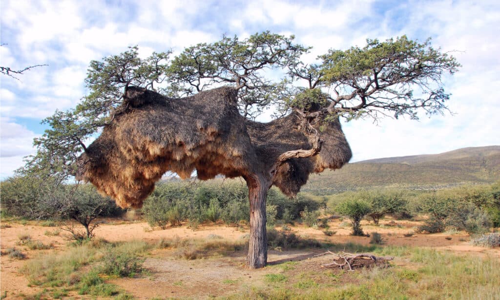 Nido di tessitore socievole