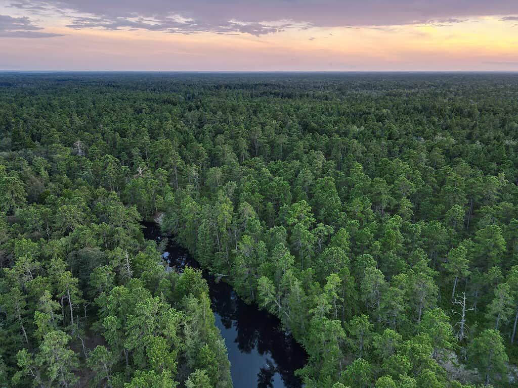 La Wharton State Forest si trova nel cuore dei Pine Barrens nel New Jersey
