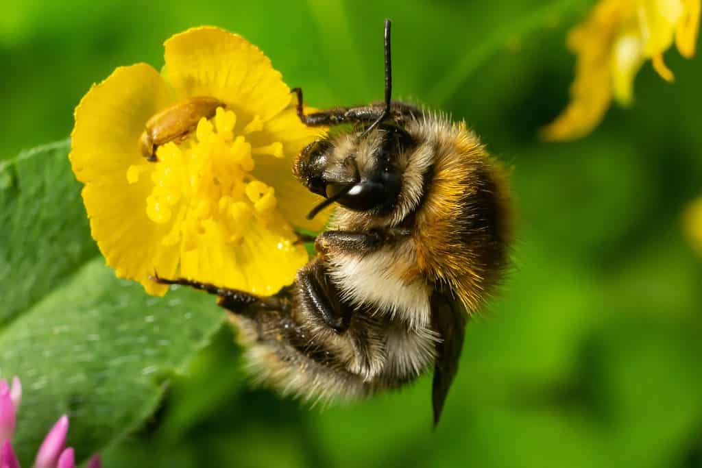 Ape su un fiore di ranuncolo giallo