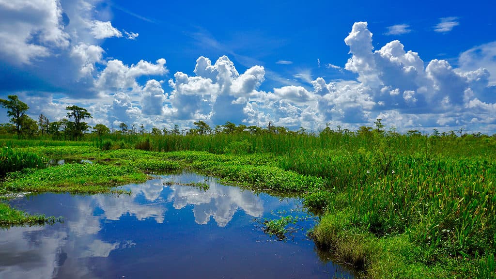 Bayou del lago Salvador
