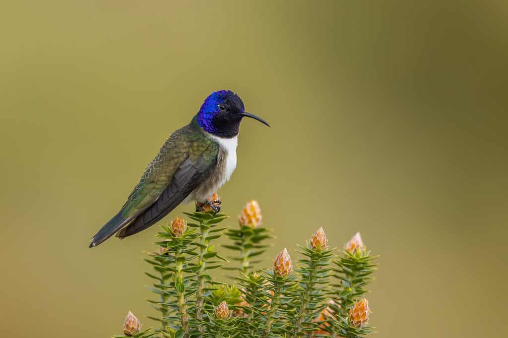Hillstar ecuadoriana