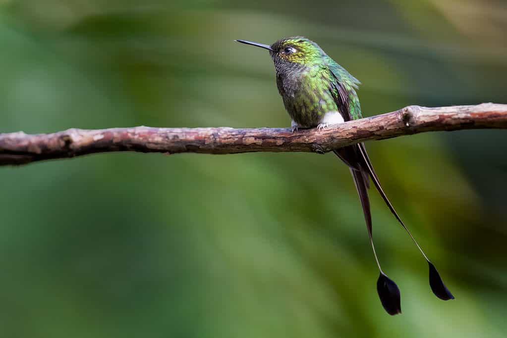 Coda di racchetta avviata