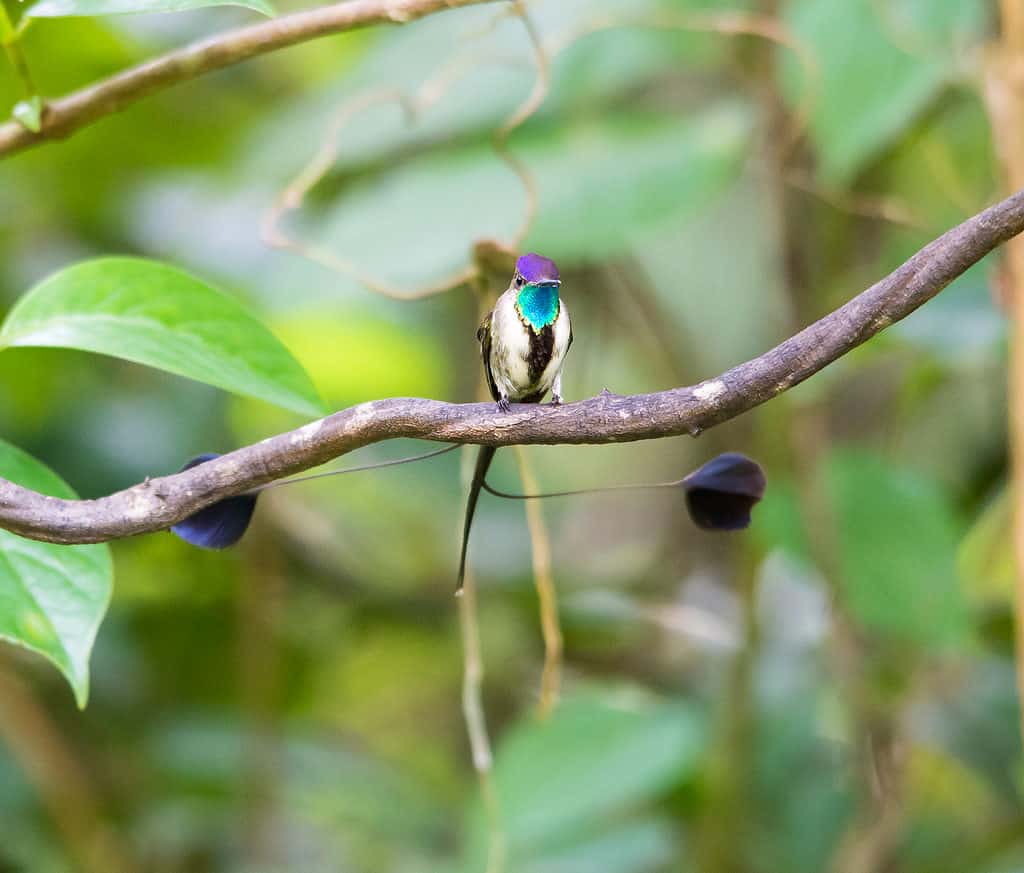 Meravigliosa Spatola