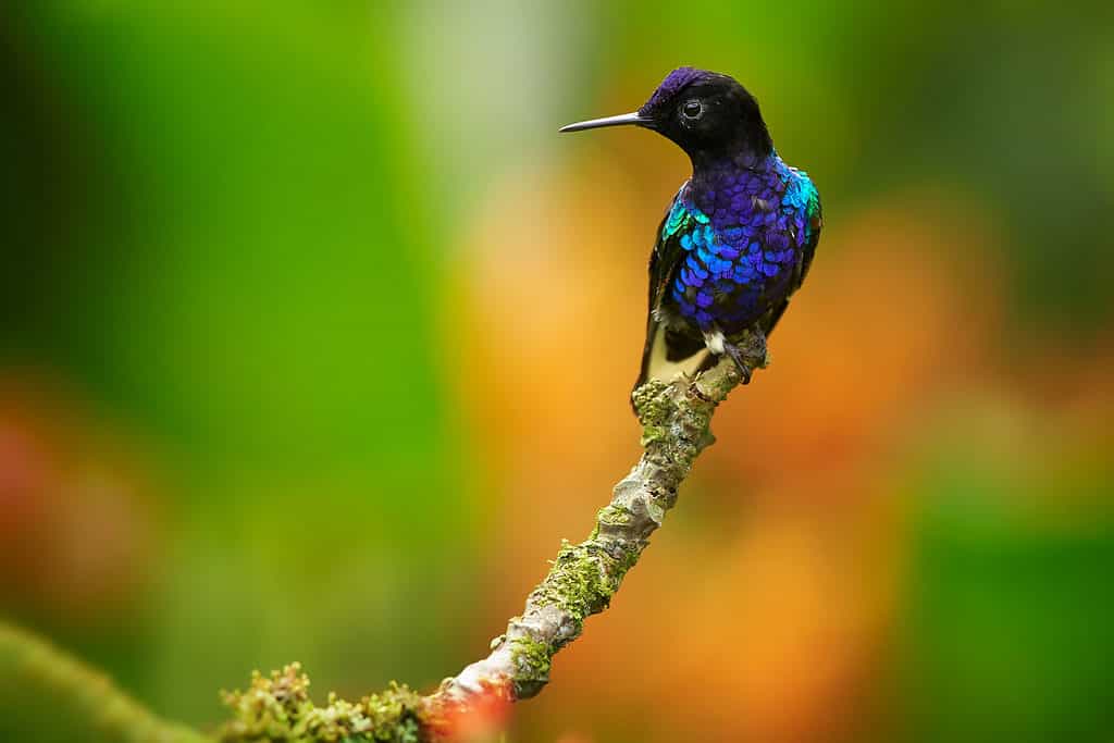 Corona di velluto viola