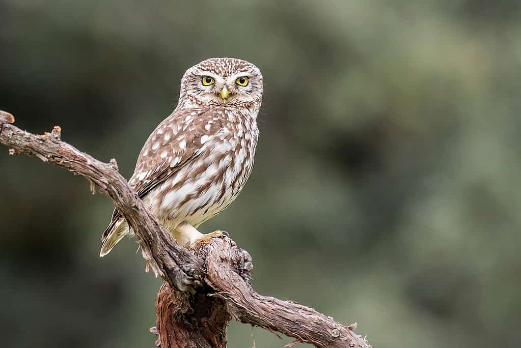 Athene noctua, civetta