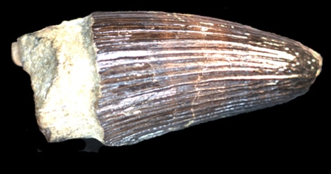 Dente di un Machimosaurus, il più grande coccodrillo marino