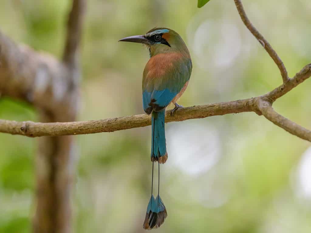 Il motmot dalle sopracciglia turchesi di El Salvador simboleggia la libertà