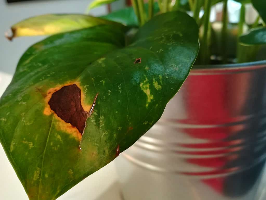 Foglia di Pothos doratura 1