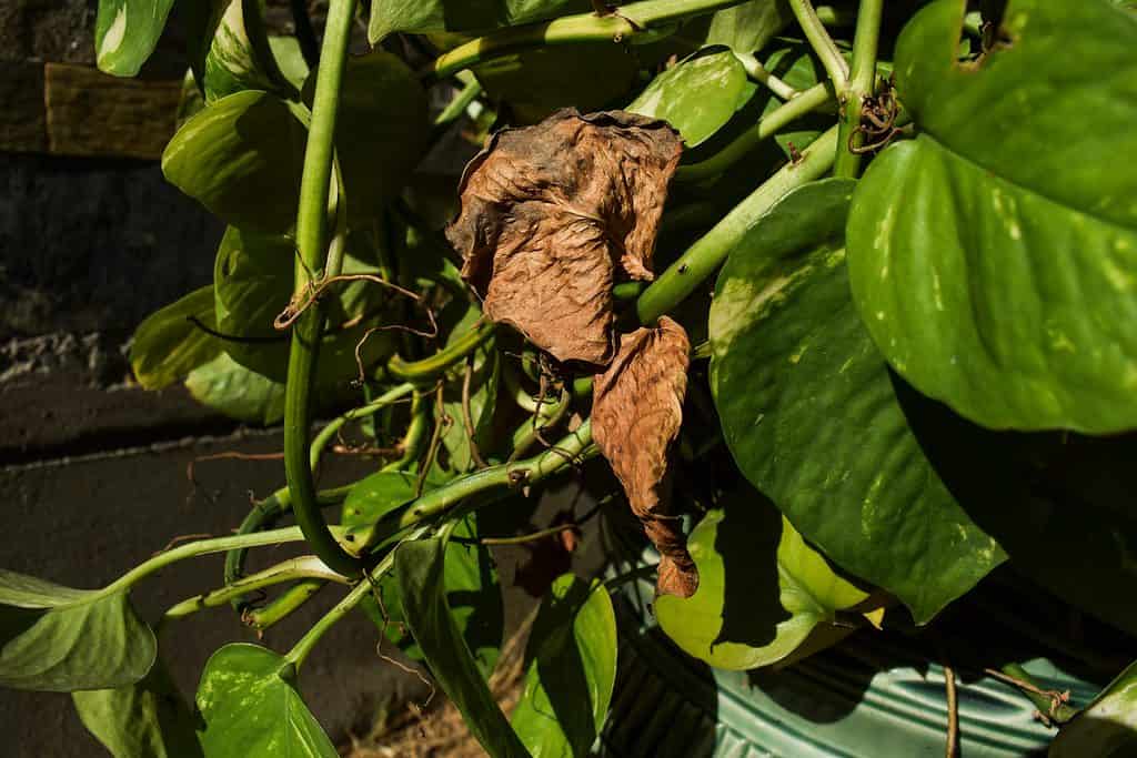 Foglia di Pothos doratura 3