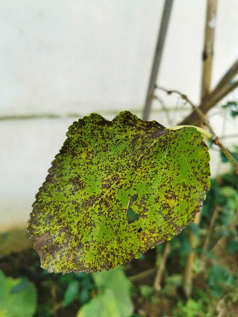 Foglia di Pothos doratura 4