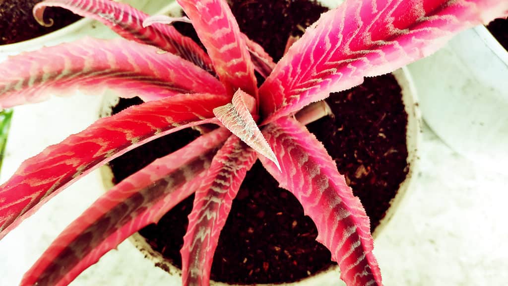 Aloe cameronii (aloe rossa)