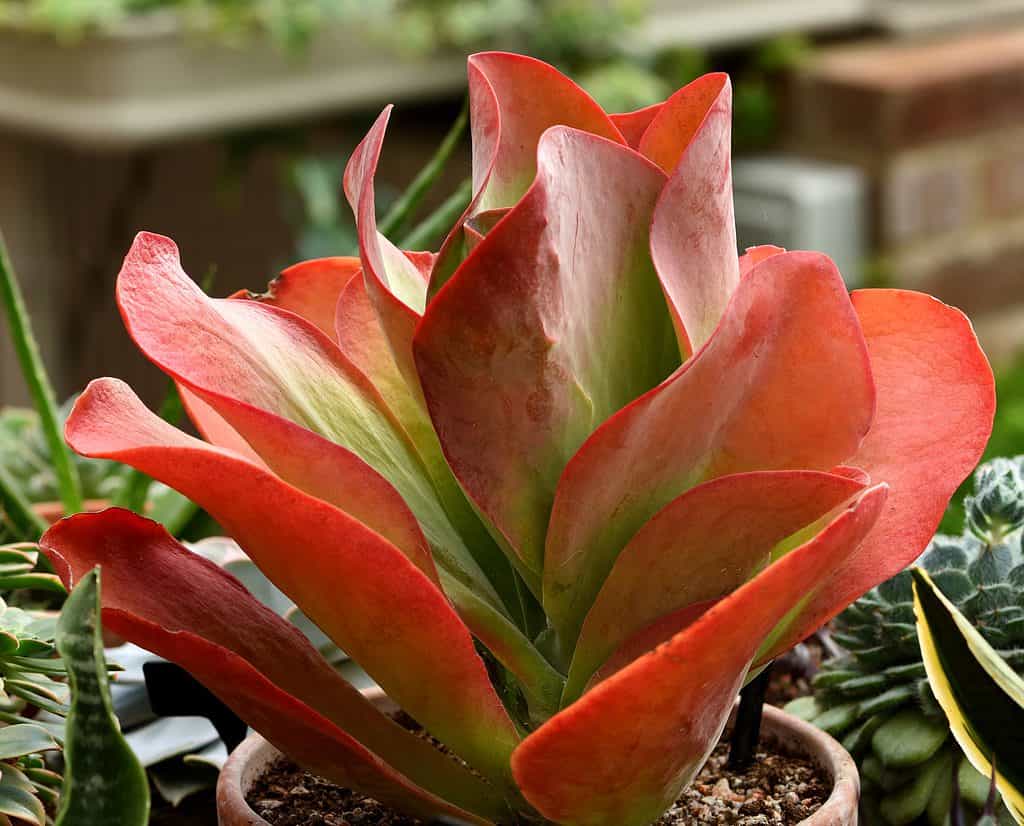 Le piante Flapjack sono bellissime piante grasse facili da curare e propagare.