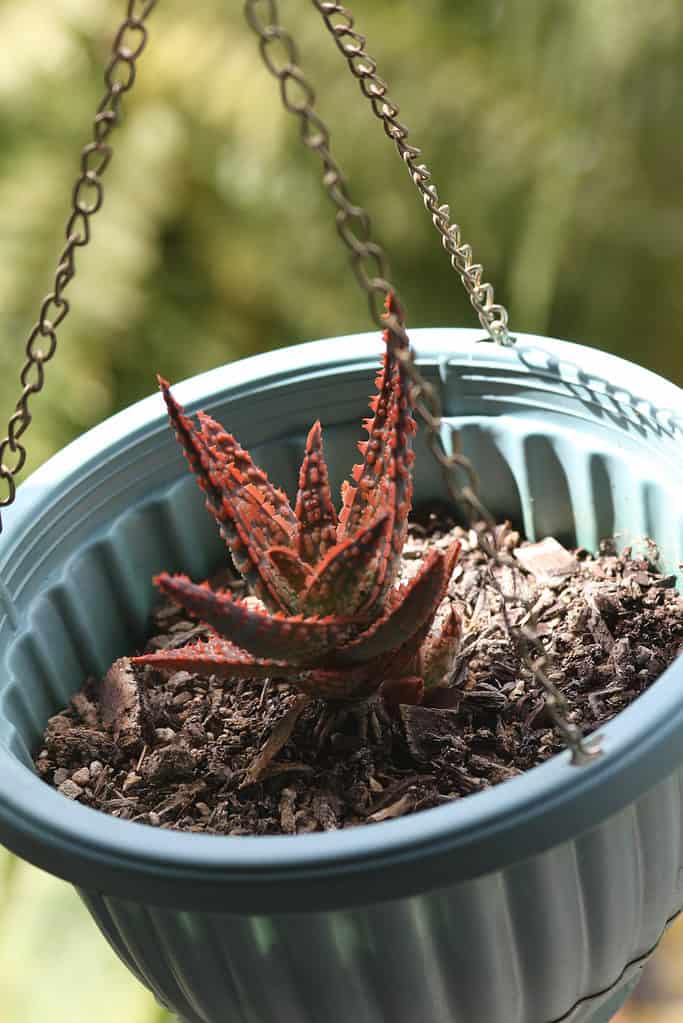 La succulenta Aloe “Christmas Carol” ha bellissime foglie verdi ricoperte di piccole spine rosse.