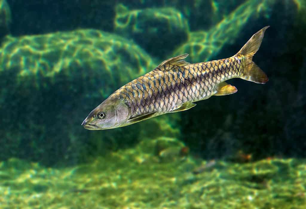 Mahseer