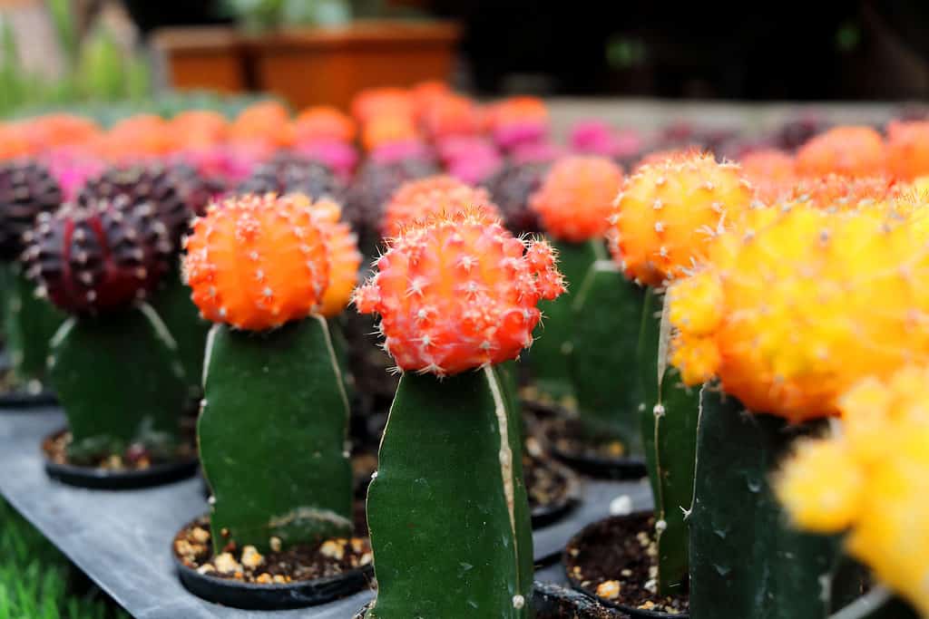 Righe di cactus lunari arancioni, rosa e viola scuro in un vivaio