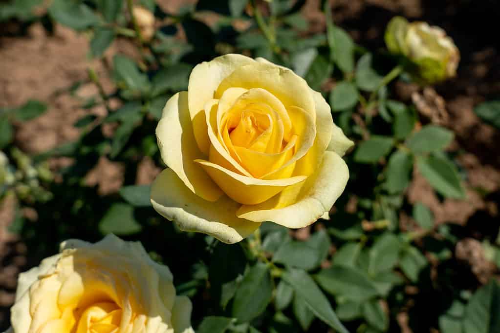 Un primo piano della rosa gialla e verde di San Patrizio