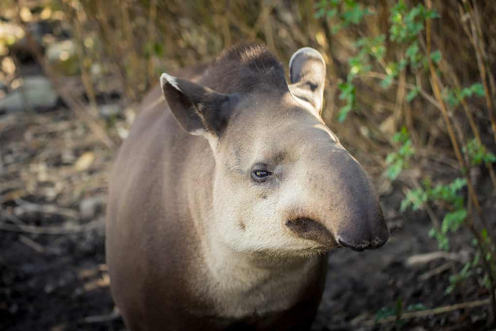 Tapiro di Baird
