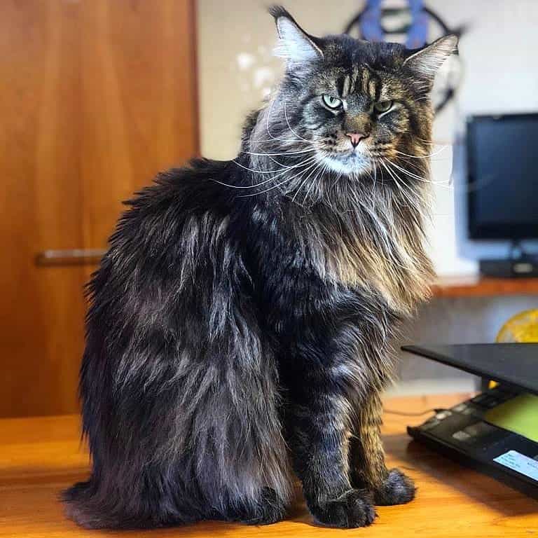 Barivel il gatto domestico più lungo