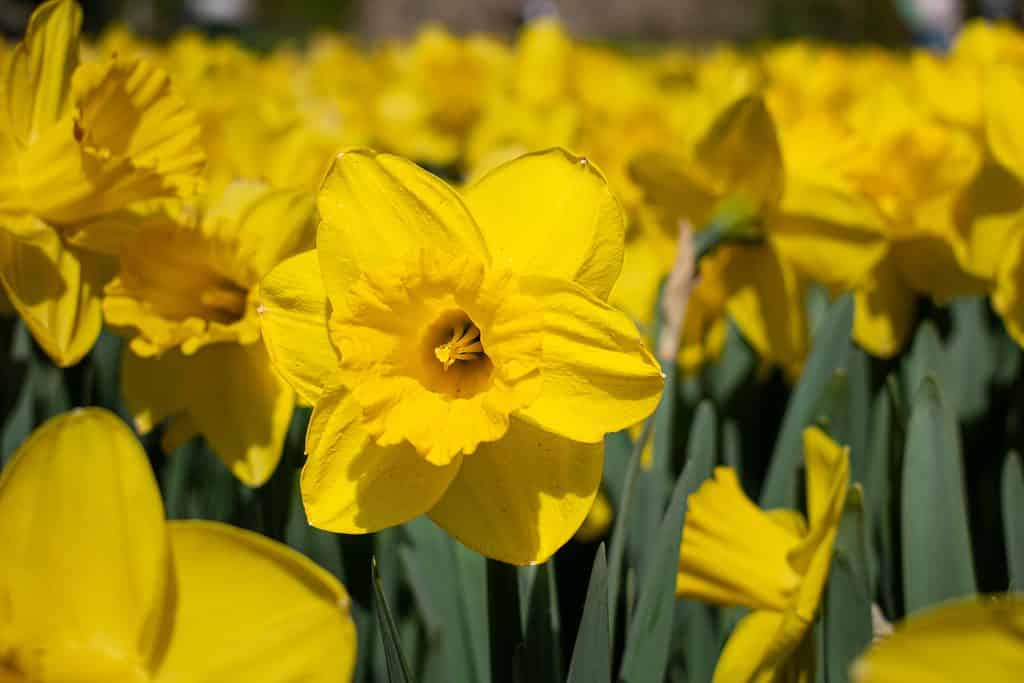 Narciso 