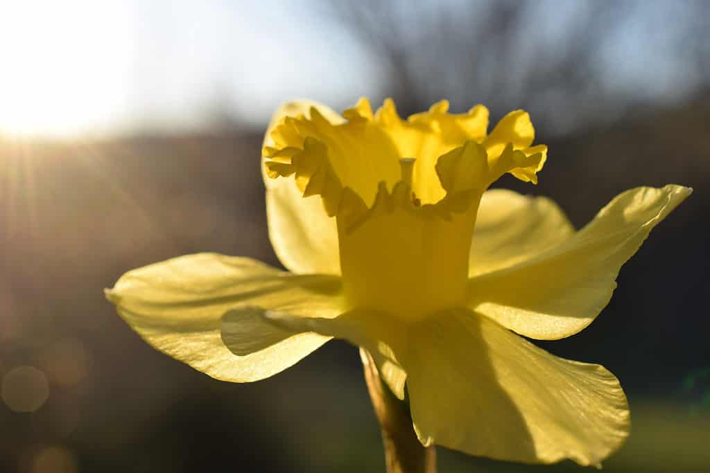 'Re Alfred' narciso
