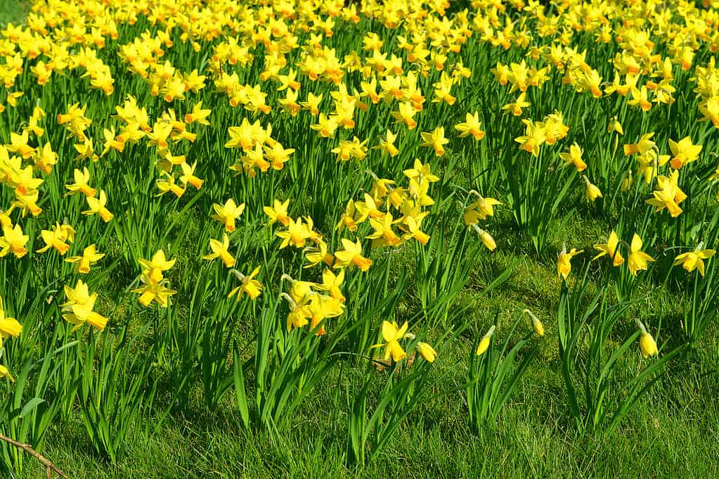 Narcisi 'febbraio d'oro'