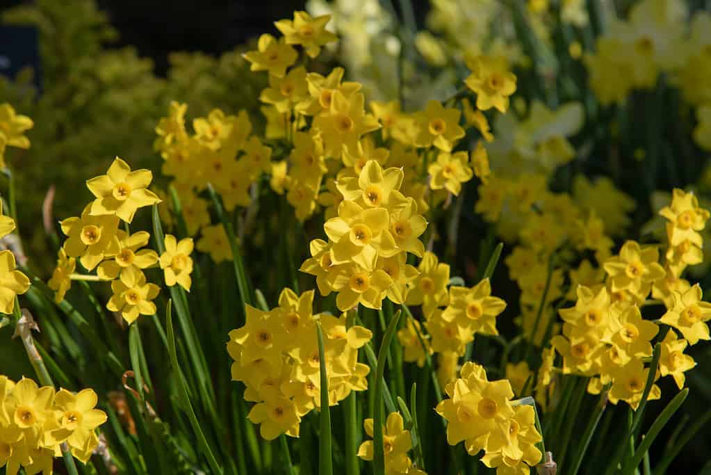 Narciso