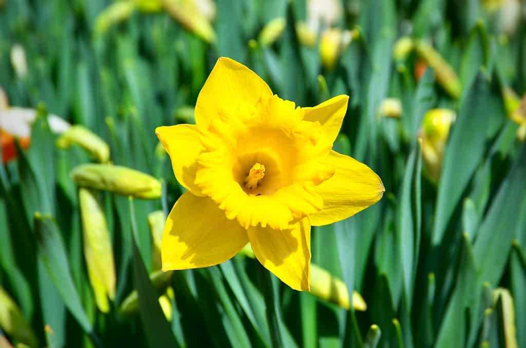 Narciso 'Carlton'