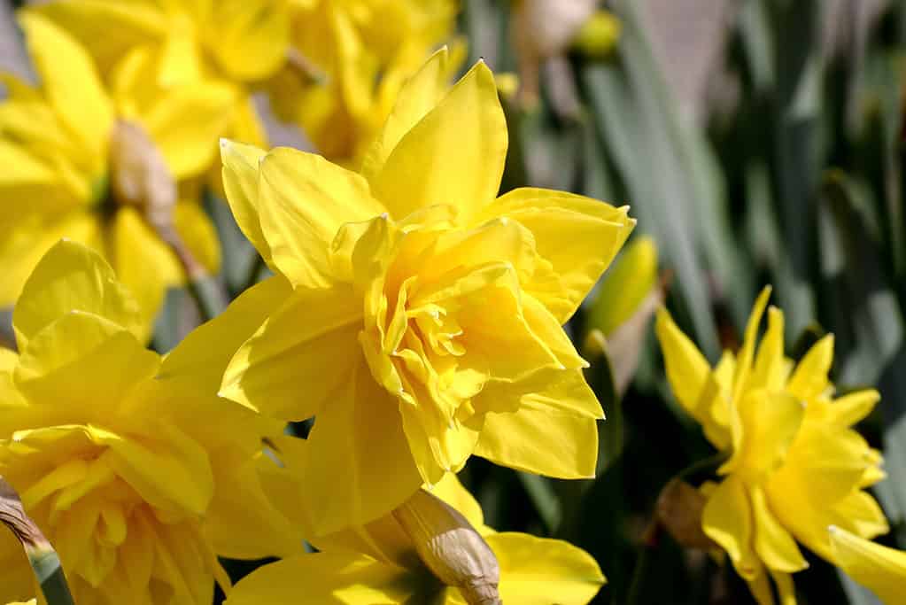 Narciso 'Golden Ducat'