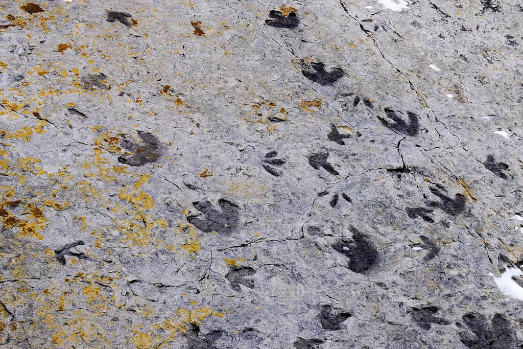 Impronte di dinosauro fossilizzate