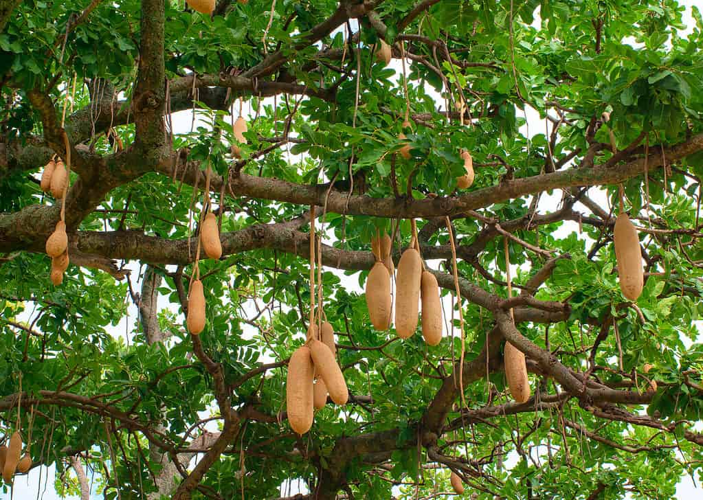 Albero della salsiccia (Kigelia africana)