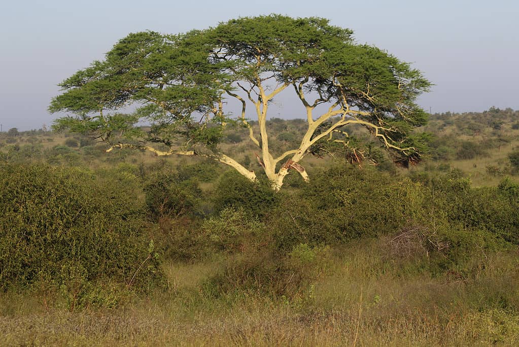 Albero della febbre, Vachellia xanthophloea