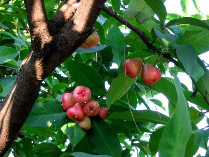 syzygium guineense