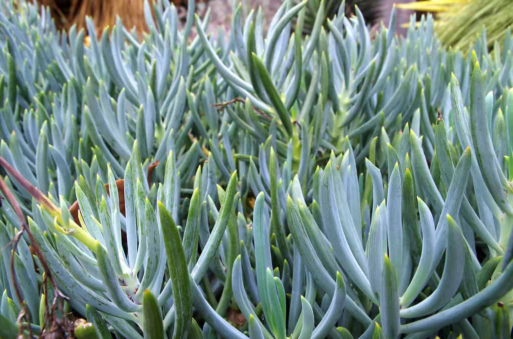 Succulente Senecio serpens "Blue Chalksticks"
