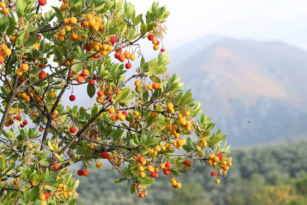 frutti di Arbutus unedo gialli e rossi in autunno. Il corbezzolo è una specie di arbusto appartenente al genere Arbutus nella famiglia delle Ericaceae.