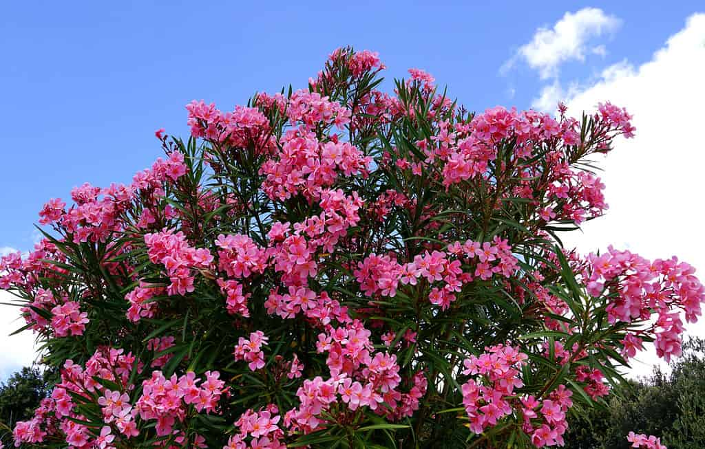 Rami fioriti dell'albero di Oleander Nerium rosa sotto il cielo blu