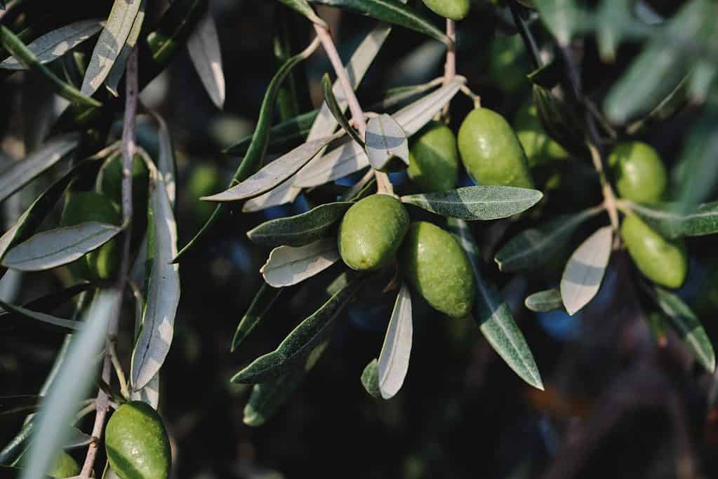Olea europaea olivo verde frutti immaturi primo piano