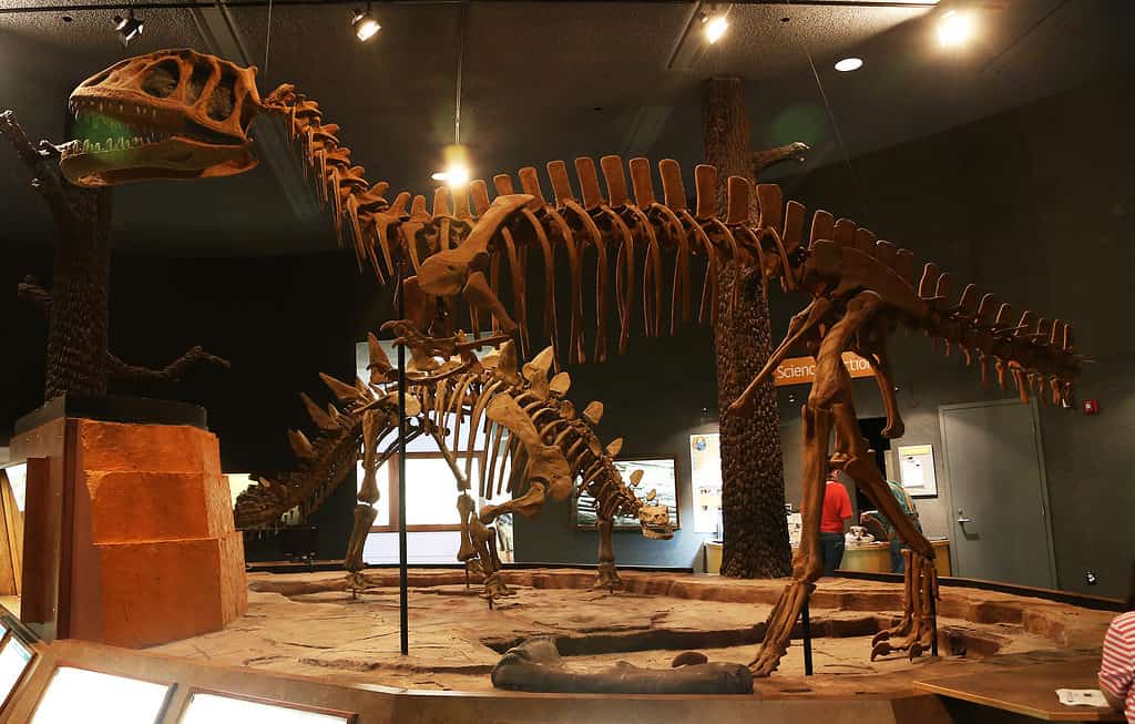 Mostra di dinosauri del Museo di storia naturale del Delaware
