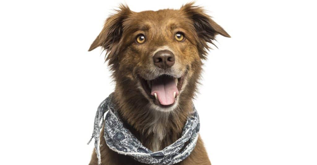Labrador Australian Shepherd incrocio cane, Aussidor, ansimante isolato su bianco