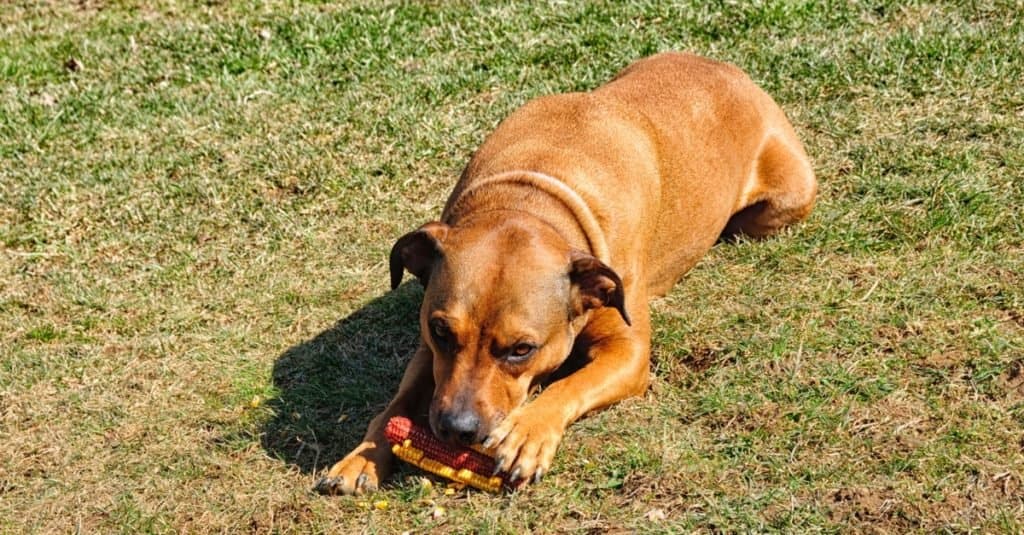 Cane di razza mista Boxweiler, Rottweiler e Boxer che mangia mais